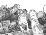 
"Top Dog" Dog | Black & White Print by Bernie Brown
