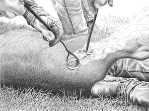 "Canadian Cattle Are OK" Branding | Black & White Print by Bernie Brown