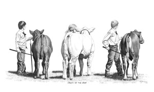 "Cream of the Crop" 4H Charolais | Black & White Print by Bernie Brown