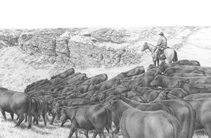 "Homeward Bound" Limousin | Black & White Print by Bernie Brown "Homeward Bound" Limousin | Black & White Print by Bernie Brown