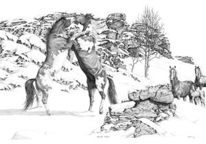 "Sibling Rivals" Horses | Black & White Print by Bernie Brown "Sibling Rivals" Horses | Black & White Print by Bernie Brown