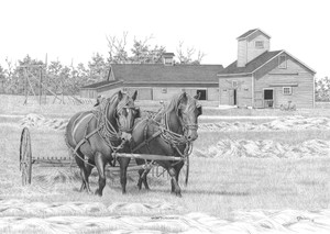 "Work in Progress" Horses | Black & White Print by Bernie Brown "Work in Progress" Horses | Black & White Print by Bernie Brown