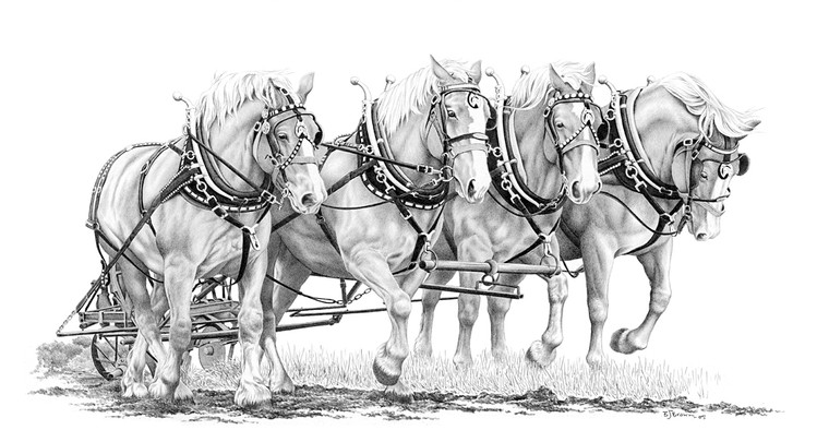 "Horse Power" Belgians | Black & White Print by Bernie Brown
