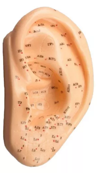 Acupuntura Modelo Oreja 13 Cm - Unidad