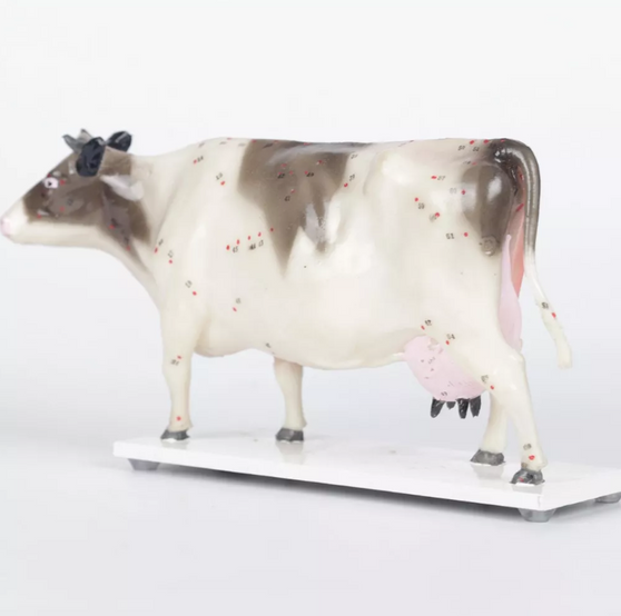 Modelo Vaca Acupuntura