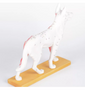 Modelo Canino Acupuntura