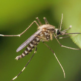 Investigating Anobase: Revealing Anopheles Mosquitoes' Genetic Universe