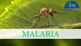 Unveiling the Intriguing World of Anopheles: Exploring the Role of Mosquitoes in Public Health