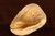 HUGE Perfect Natural Horned Queen Helmet Sea Snail Shell