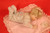 Ashton Drake Picture Perfect Porcelain Baby Doll