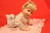 Ashton Drake Picture Perfect Porcelain Baby Doll