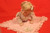 Ashton Drake Picture Perfect Porcelain Baby Doll