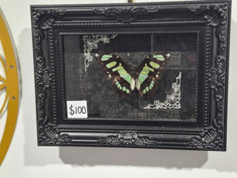 Entomology Butterfly green black frame