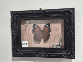 Brown black butterfly Specimen in frame with old paper background