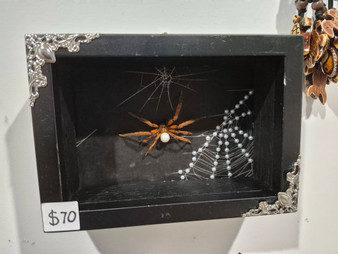 Spider dead in frame for display insect entomology