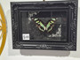 Entomology Butterfly green black frame
