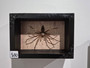 Spider dead in frame for display insect entomology