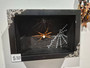 Spider dead in frame for display insect entomology