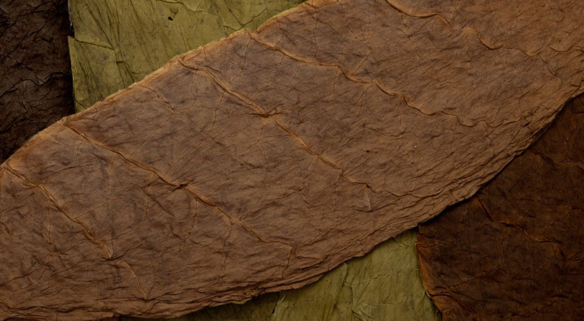 Cigar Wrappers 101 - The Ultimate Beginner's Guide - Atlantic Cigar Co