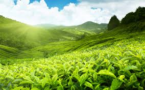 tea-farm2.jpg