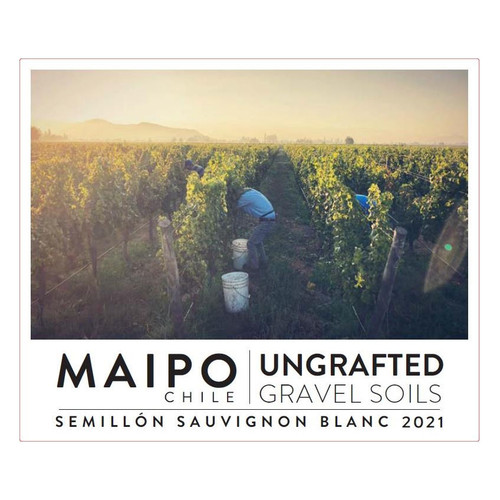 Product image for Ungrafted Semillon Sauvignon Blanc Valle del Maipo 2024 750ml