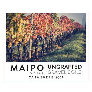 Product image for Ungrafted Maipo Valley Carmenere 2024 750ml