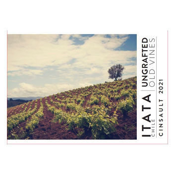 Product image for Ungrafted Old Vines Cinsault 2025 750ml