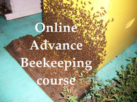 Online Advance Beekeeping Course- ONLINE