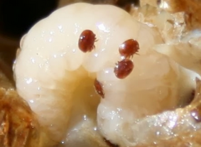 Online Beekeeping Courses