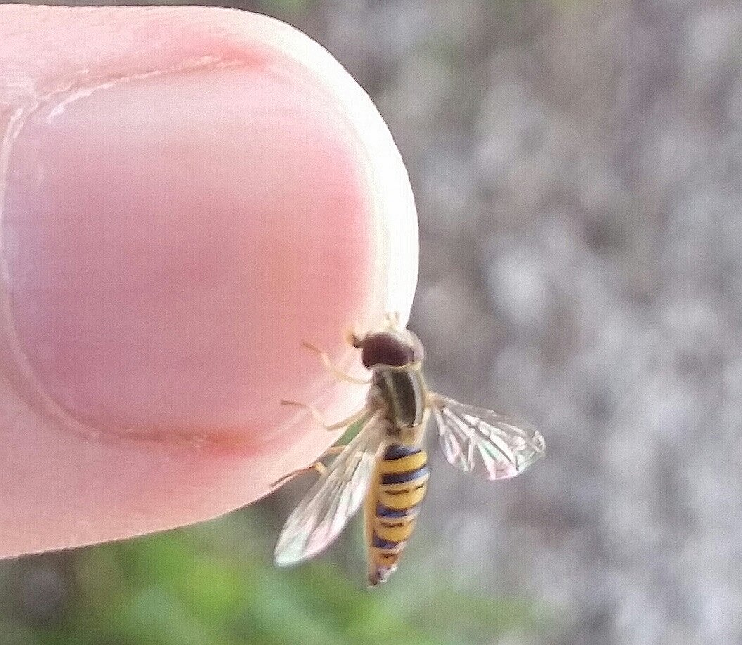 Syrphid Fly