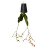 BOSKKE Sky Planter Recycled Black Small | the design gift shop