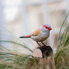 WILDLIFE GARDEN DekoBird Red-Browed Finch | the design gift shop
