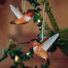 WILDLIFE GARDEN DekoBird Rufous Hummingbird hanging on twig