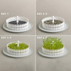 Day-by-day progression of microgreens sprouting in a white tray.