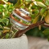 Annabel Trends Stripes glass watering globe inserted into a potted indoor succulent, looking like a festive Christmas bauble among green foliage.