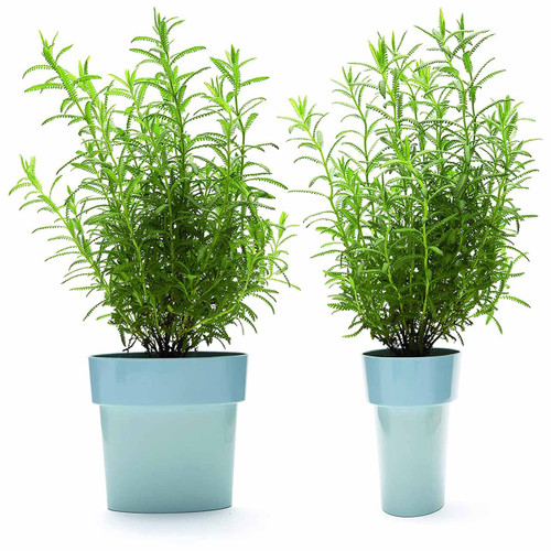 Blue Slim Flower Pot with herbs by Monkey Business | the design gift shop