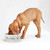 Fred Dog Person Bowl and Mug Set | The Design Gift Shop