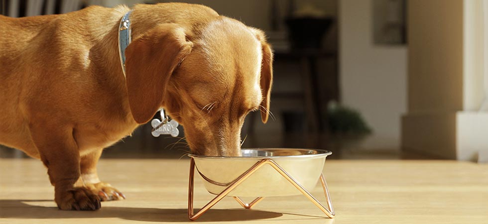 Bendo Dog Bowl Woof Luxe Copper