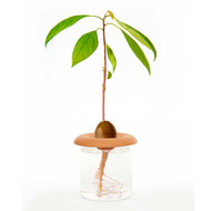 Kikkerland Terracotta Seed Sprouter on glass with avocado | the design gift shop