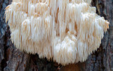 Lion's Mane Mushroom: The Brain-Boosting, Mood-Lifting Super Mushroom