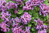 What is Corydalis?