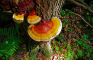 Medicinal Mushrooms and Immune Support