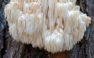 Lion's Mane Mushroom: The Brain-Boosting, Mood-Lifting Super Mushroom