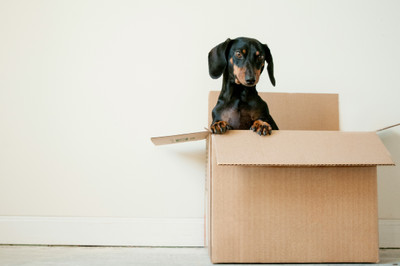 Guardians of Goods: Why High-Quality Double-Walled Boxes are Essential for Moving and Shipping