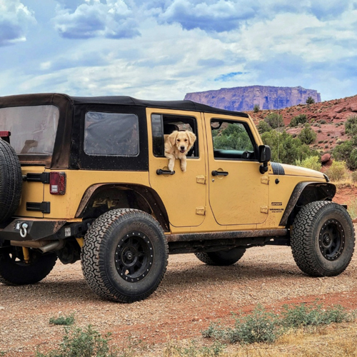 #dog in yellow Jeep