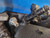 Exoracing M8x1.25x50 stainless manifold stud close up