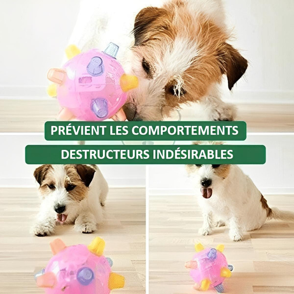 Balle Pour Chien Interactive zaxx