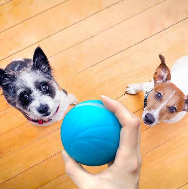 Balle Interactive Pour Chien zaxx