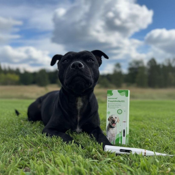 Kit De Nettoyage Dentaire Pour Chien Kit De Nettoyage Dentaire Pour Chien zaxx