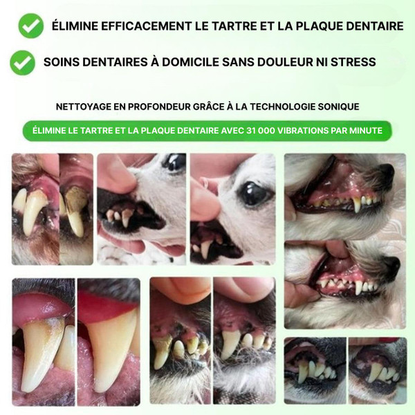 Kit De Nettoyage Dentaire Pour Chien Kit De Nettoyage Dentaire Pour Chien zaxx